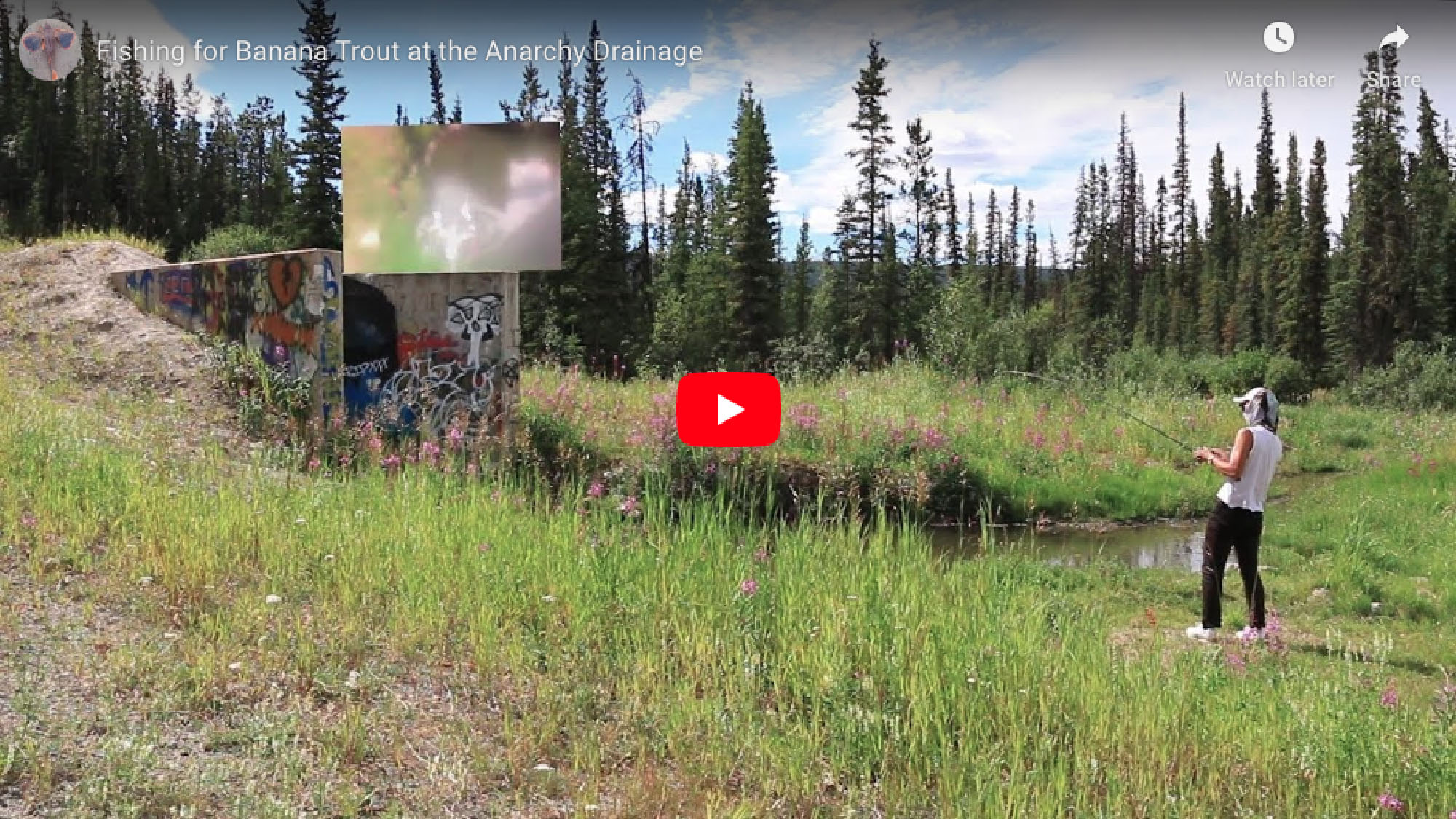 Fishing for Banana Trout at the Anarchy Drainage