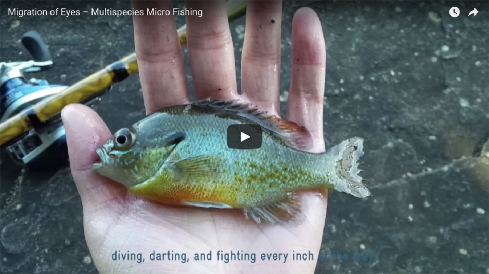 Migration of Eyes – Multispecies Micro Fishing
