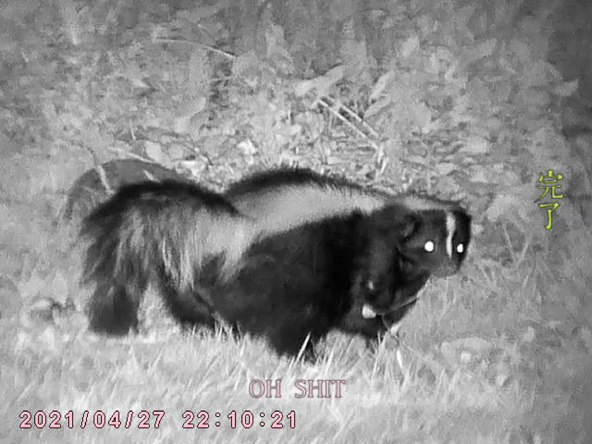 Night Vision